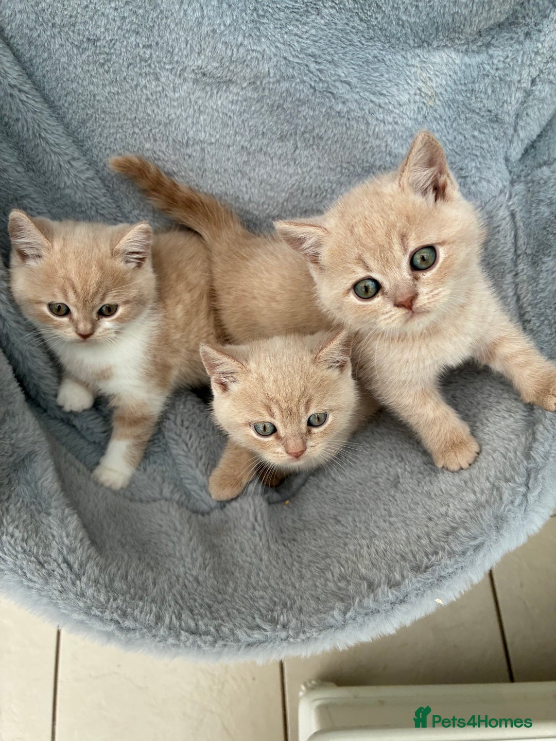 British Shorthair cats for sale: 3 LEFT - TICA BRITISH SHORTHAIRED KITTENS - Image 3