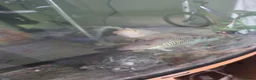 Other/Mixed Breed fish for sale: Mixed tropical fish  in Wigan - Advert 4