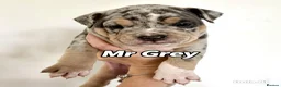 Mixed Breed dogs for sale: Exotic bullies - English bulldog x American bully - Advert 14