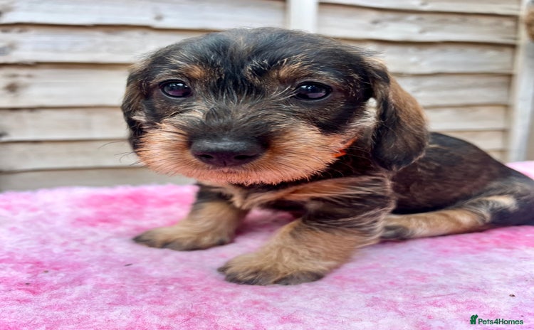 Dachshund dogs - Advert 1
