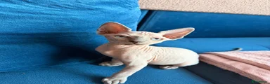 Sphynx 1