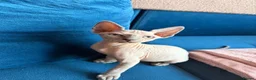 Sphynx cats for sale: Sphynx kittens  - Advert 4