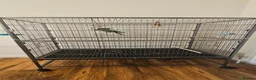 Conures birds for sale: Green cheeked conure for sale with good size cage  in Rochdale - Advert 2
