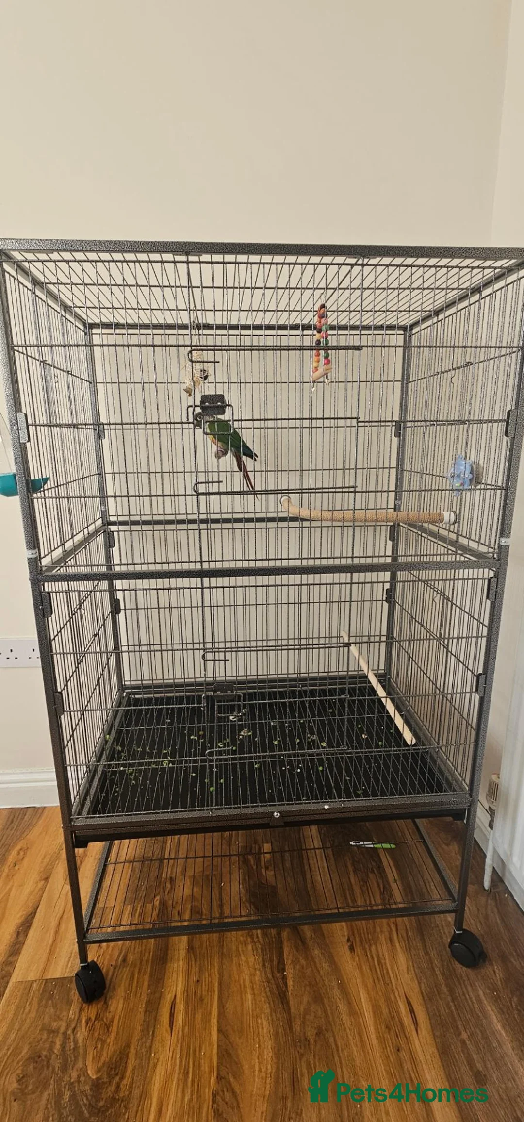 Conures birds for sale: Green cheeked conure for sale with good size cage  in Rochdale - Advert 2