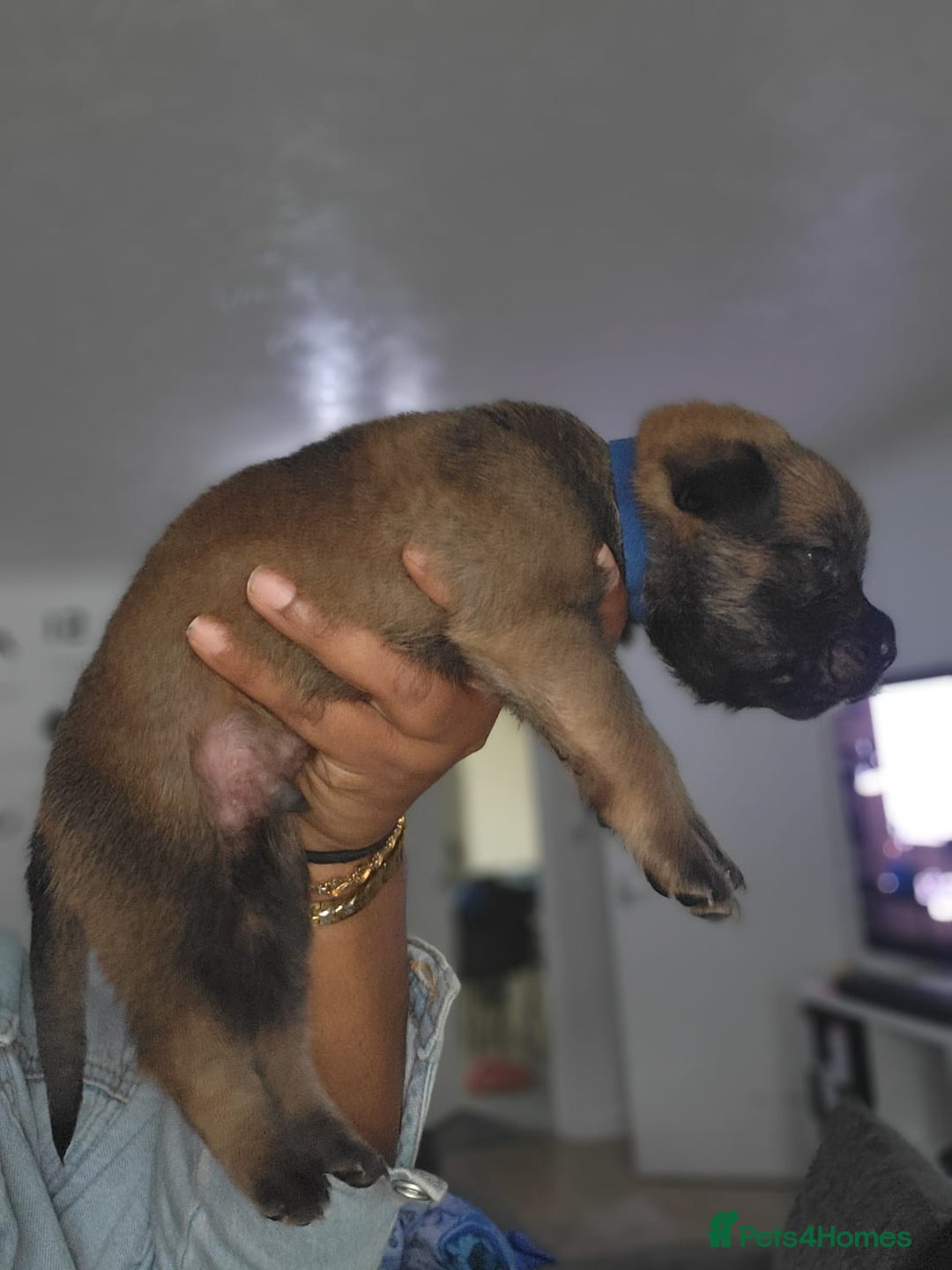 Mixed Breed dogs for sale: Beautiful Ridgeback Staffy x Rottweiler Puppies - Image 5