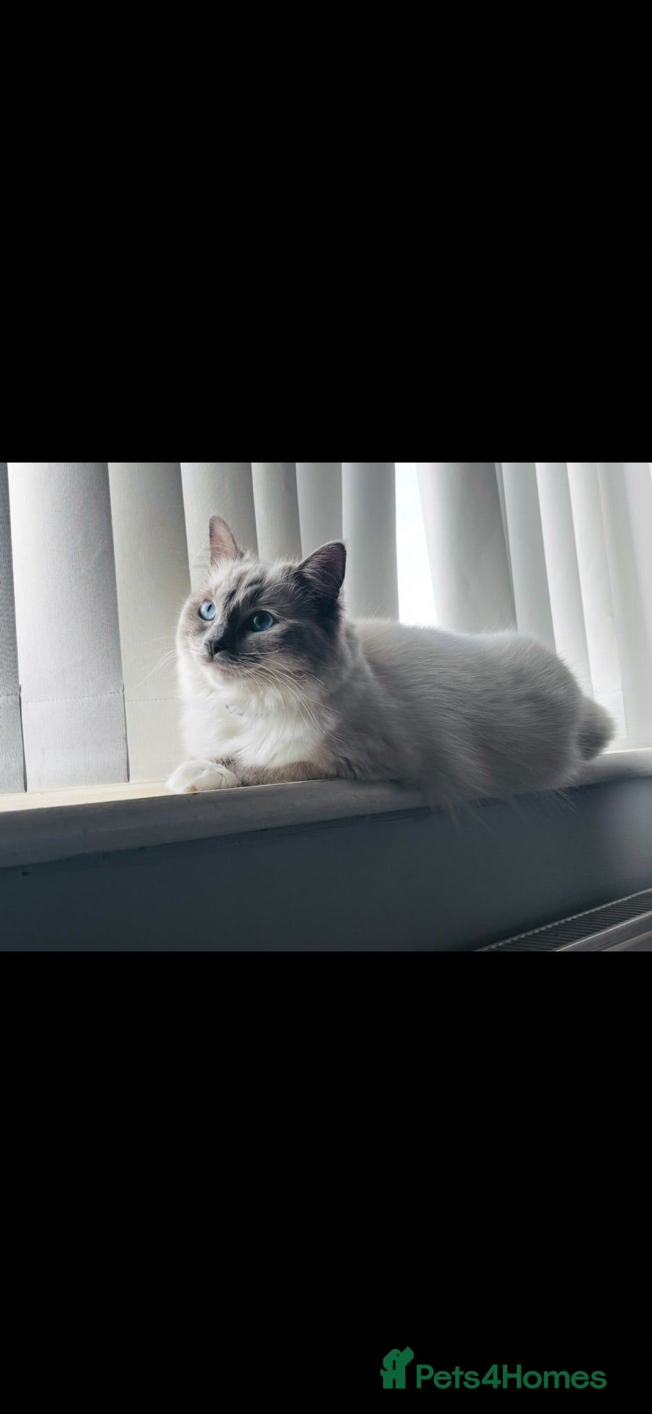 Ragdoll cats Ragdoll kittens  - Advert 4