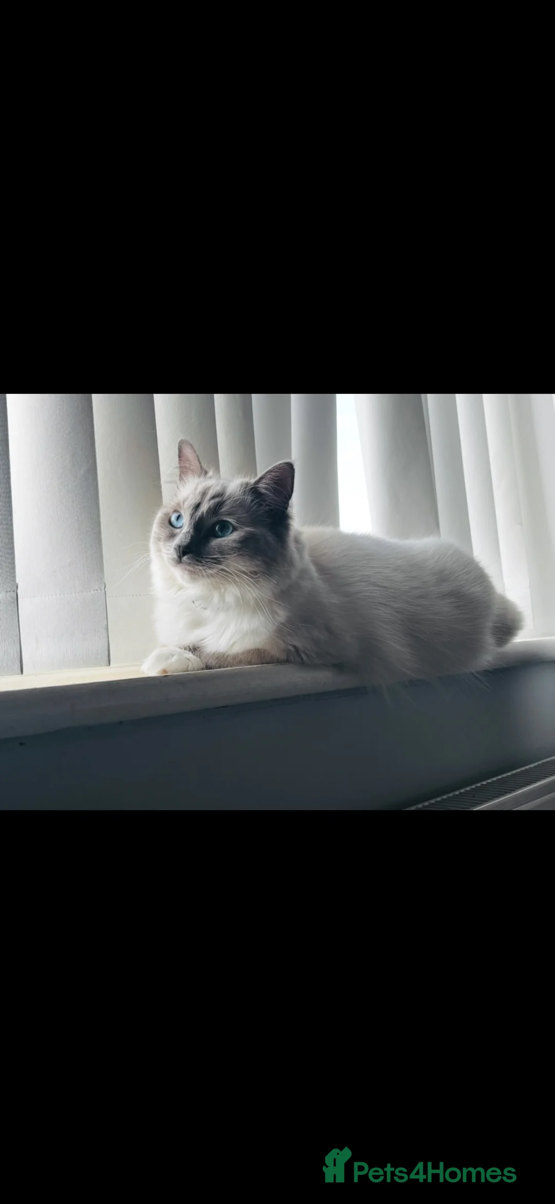 Ragdoll cats for sale: Ragdoll kittens  - Advert 1
