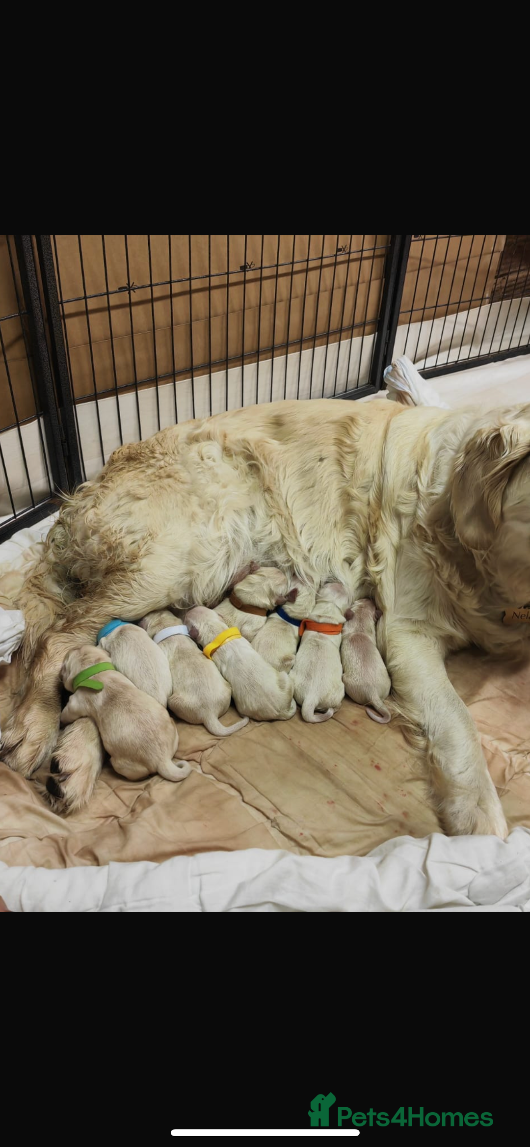 Golden Retriever dogs for stud: Proven Gorgeous Stud Dog - Image 25