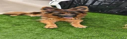 German Shepherd dogs for sale: Long haired German Shepherd puppies in West Bromwich - Advert 35