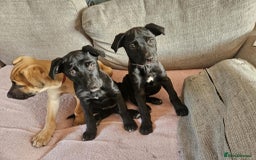 Mixed Breed dogs for sale: 2 puppies left. We have 2 girls - Image 1