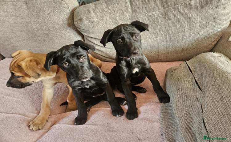 Mixed Breed dogs - Advert 9