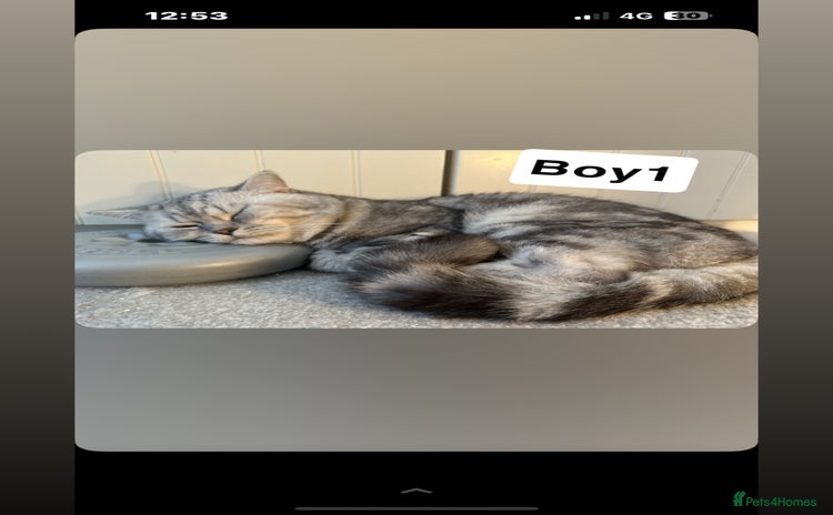 British Shorthair cats - Advert 15