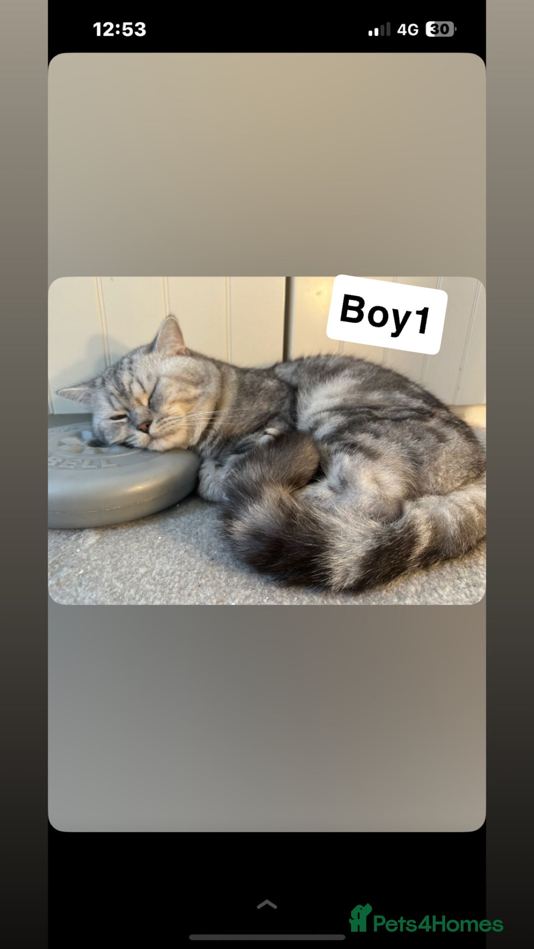 British Shorthair cats for sale: Beautiful British short haired males  - Image 1