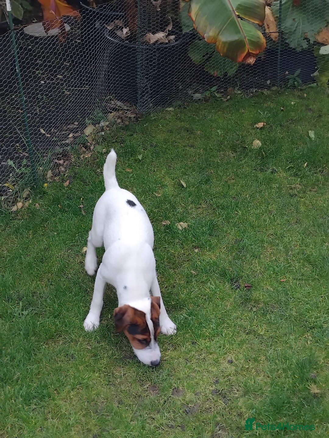 Mixed Breed dogs for sale: Parson Russell Jack Russell Hybrid Puppy  - Image 4