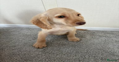 Cocker Spaniel dogs in Blackpool - Advert 12