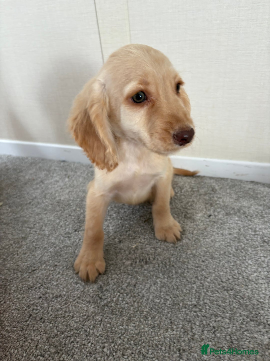 Cocker Spaniel dogs for sale:  Last two show Cocker spaniel ready to leave in Blackpool - Image 2
