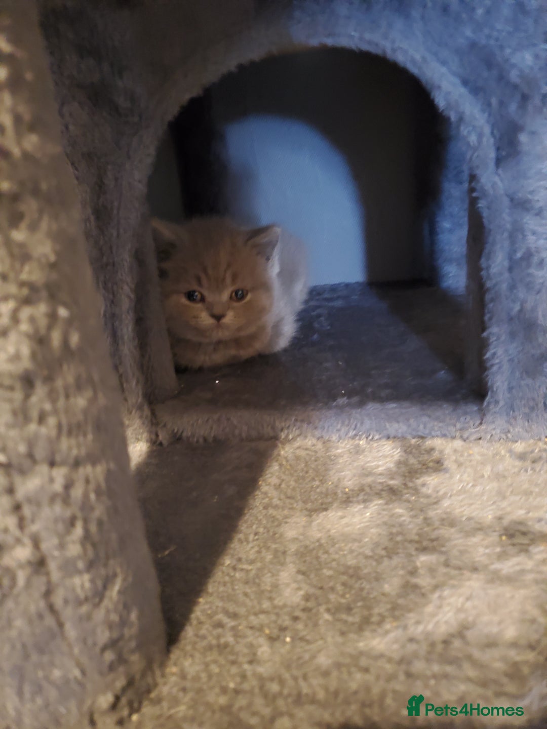 British Shorthair cats for sale: Beautiful Blue British Shorthair Kittens - Image 10