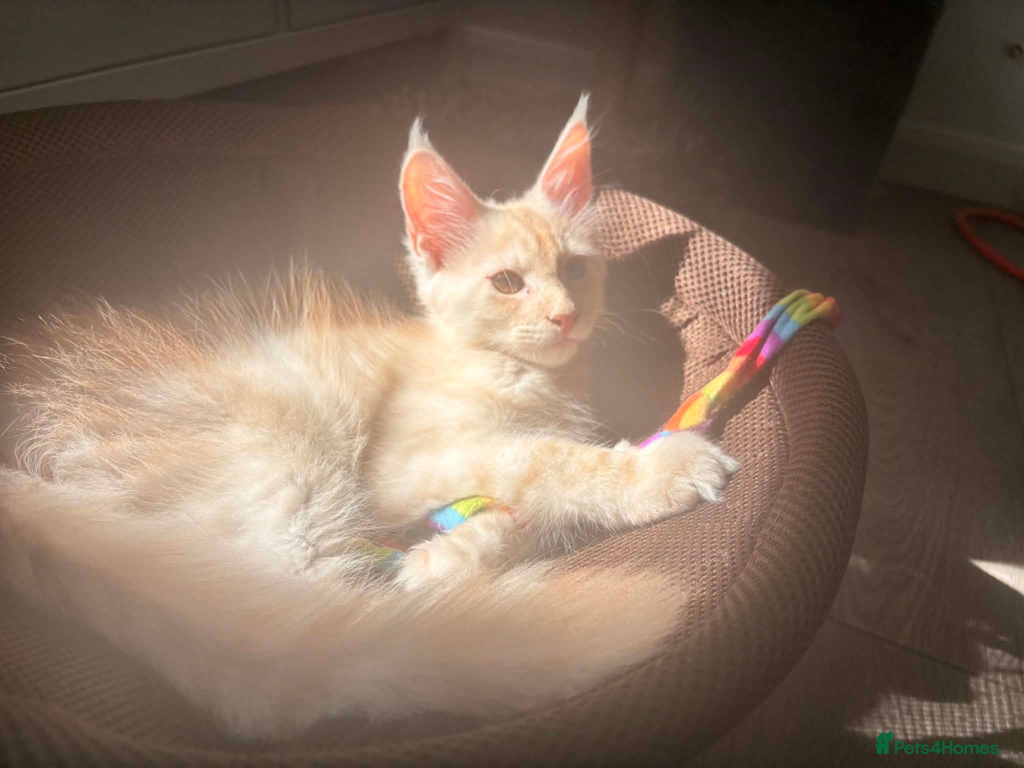 Maine Coon cats  RARELY LION KING - Advert 8