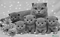 Scottish Fold cats for sale: Scottish fold / straight kittens for sale  - Image 11