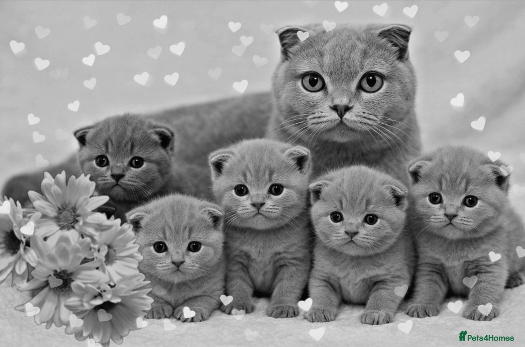Scottish Fold cats for sale: Scottish fold / straight kittens for sale  - Image 11