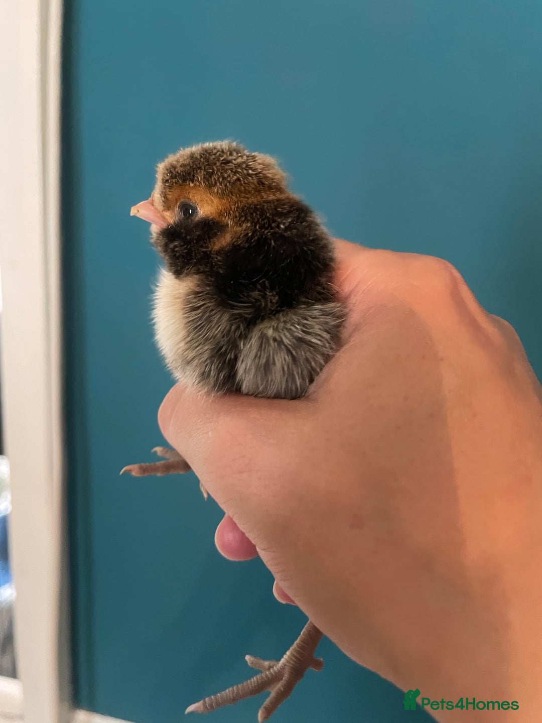 Chickens poultry for sale: Chicks - Image 14