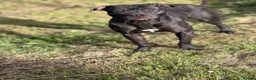 American Bull Staffy dogs for stud: PROVEN AMERICAN STAFF STUD AVAILABLE - Advert 6