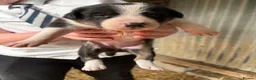 Mixed Breed dogs for sale: Gorgeous mixed collie pups in Llanfyllin - Advert 4