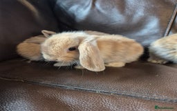 English Lop rabbits for sale: Holland lop baby rabbits  - Image 11