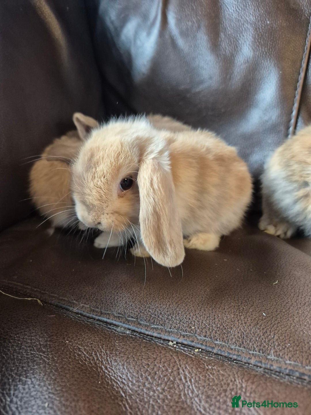 English Lop rabbits for sale: Holland lop baby rabbits  - Image 11