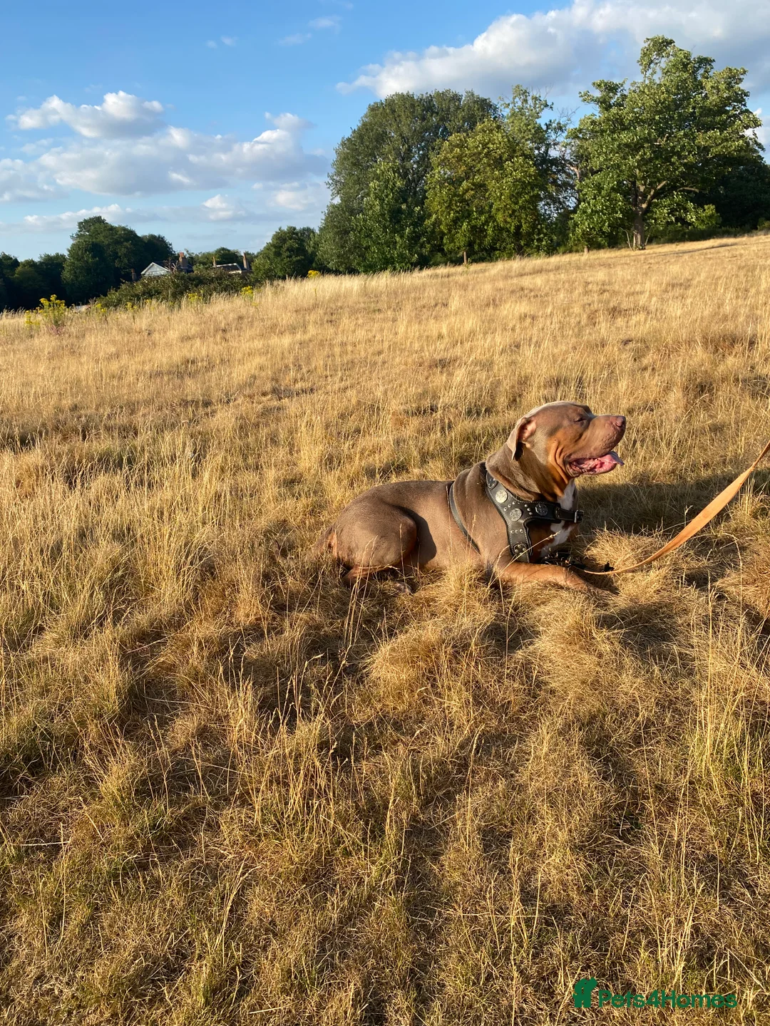 American Bully dogs for stud: Tyson  - Advert 8