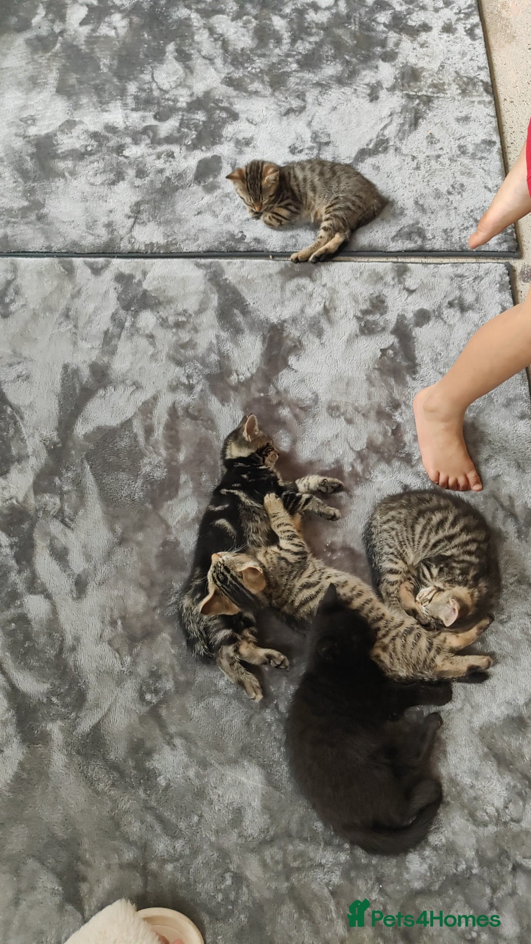 British Shorthair cats for sale: 12 weeks old - Image 2