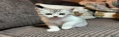 Silver tabby & white Manx female Kitten