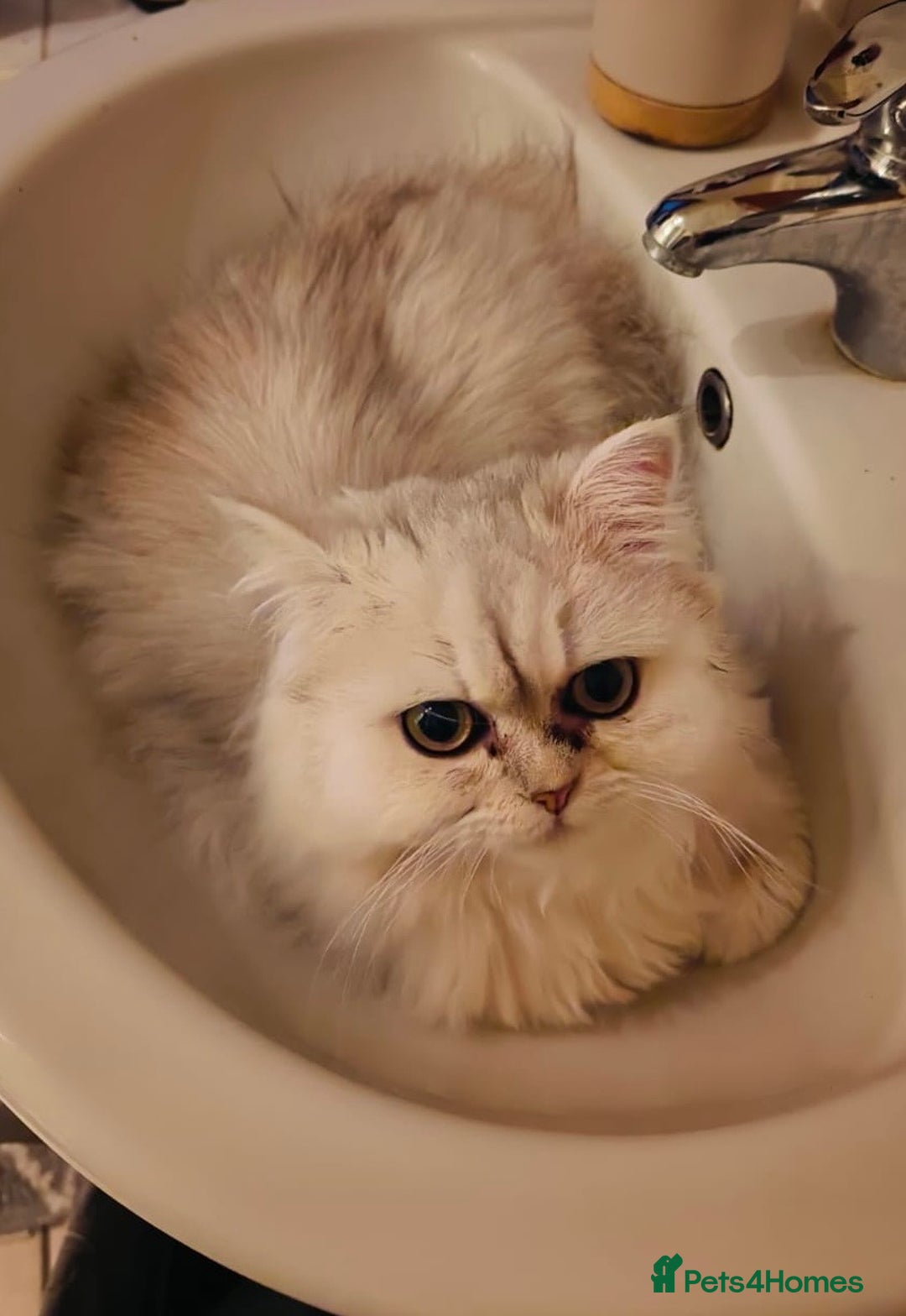 Persian cats for sale:  White Persian Male Chincilla kitten - Advert 2