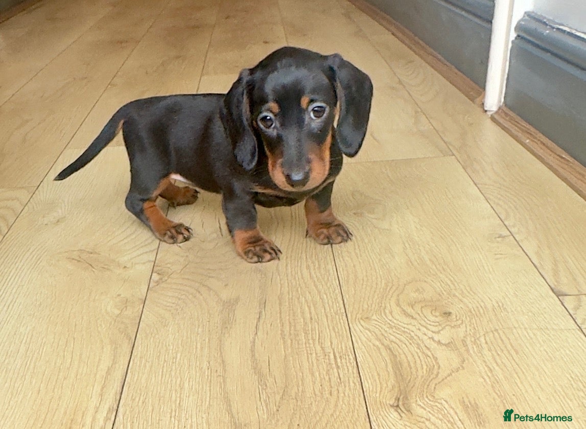 Miniature Dachshund dogs Dachshund minio - Advert 16