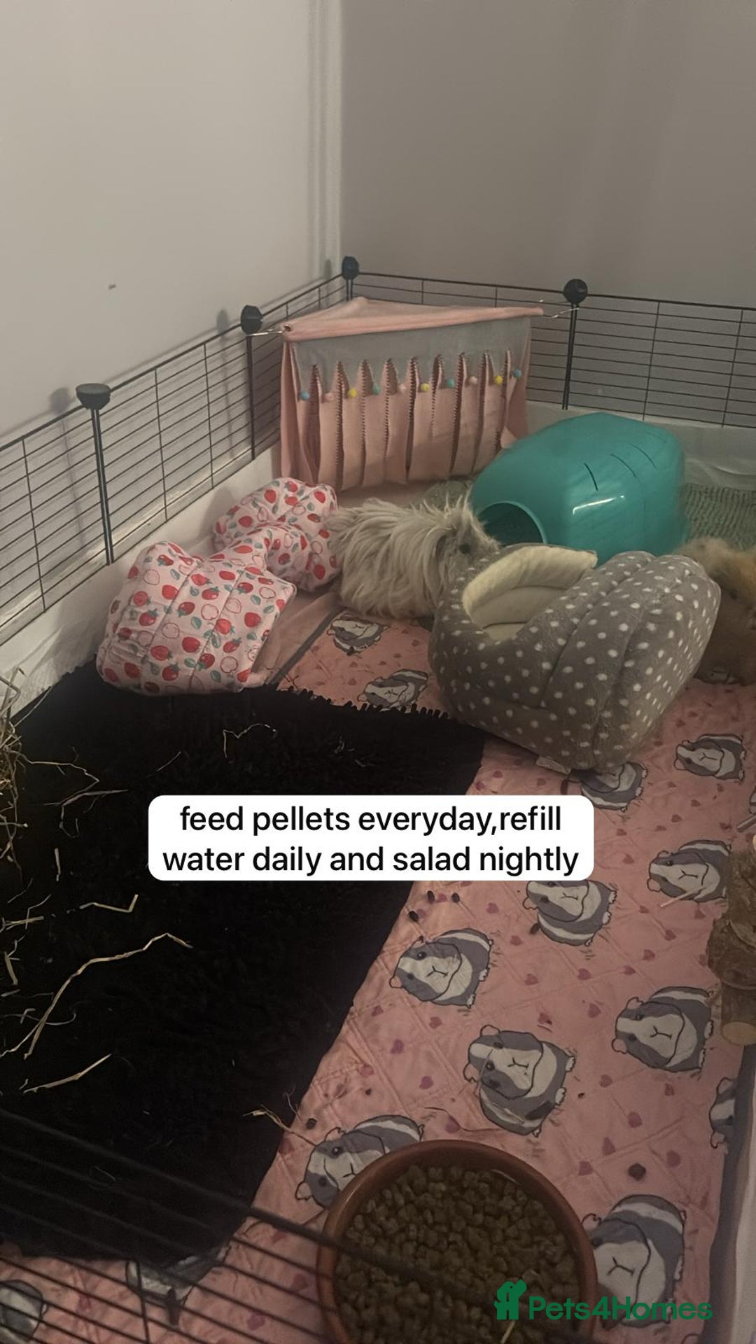 Guinea Pig rodents for sale: 2 male guinea pigs - Image 1