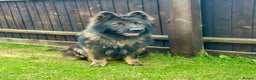 German Shepherd dogs for sale: Beautiful Litter of German Shepherd Puppies - Advert 13