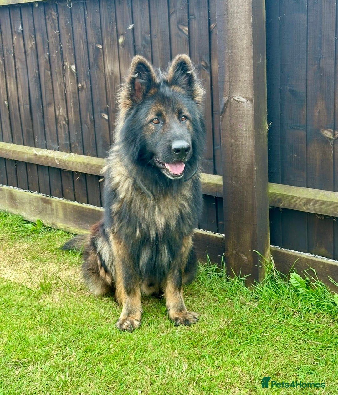 German Shepherd dogs for sale: Beautiful Litter of German Shepherd Puppies - Image 13