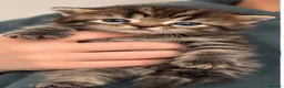 Persian cats for sale: Half Persian kittens  - Advert 8
