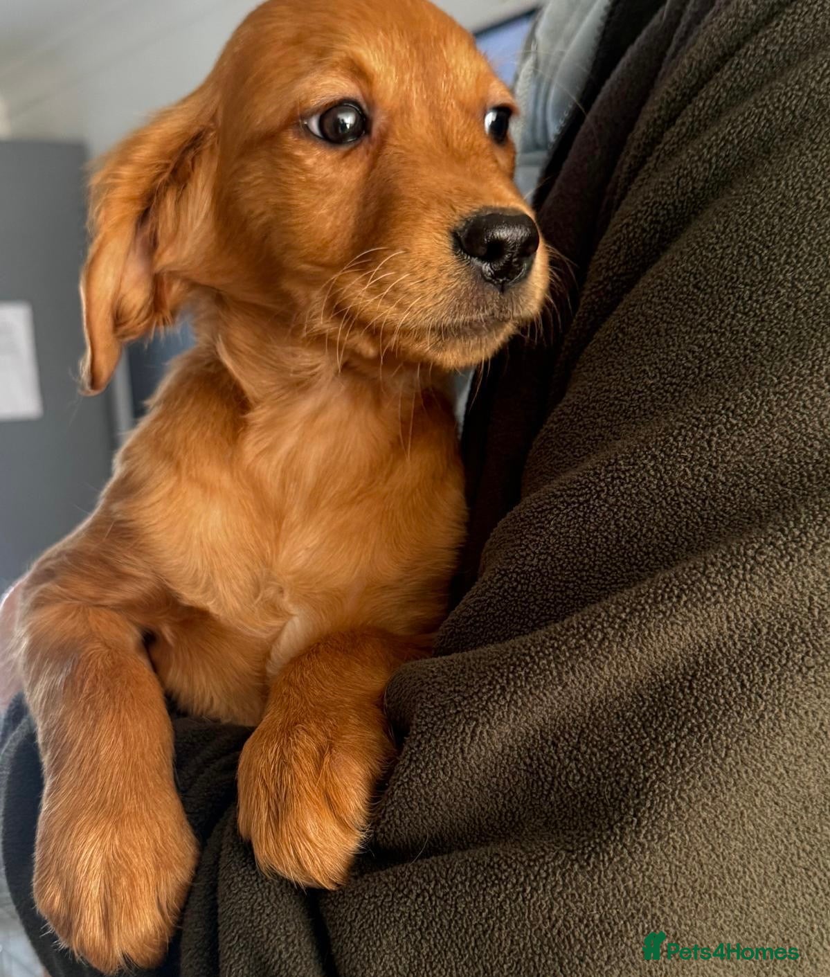 Golden Retriever dogs READY NOW KC Puppies With Health Tested Parents - Advert 1