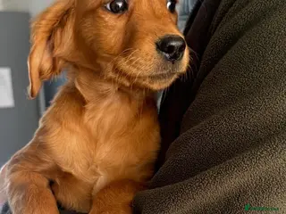 Golden Retriever dogs READY NOW KC Puppies With Health Tested Parents - Advert 5