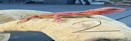 Bearded Dragon reptiles for sale: Bearded Dragon Red Monster line  - Advert 4