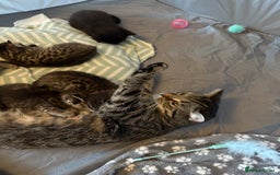 Domestic Shorthair cats for sale: 2 male 1 female Tabby domestic cats - Image 6