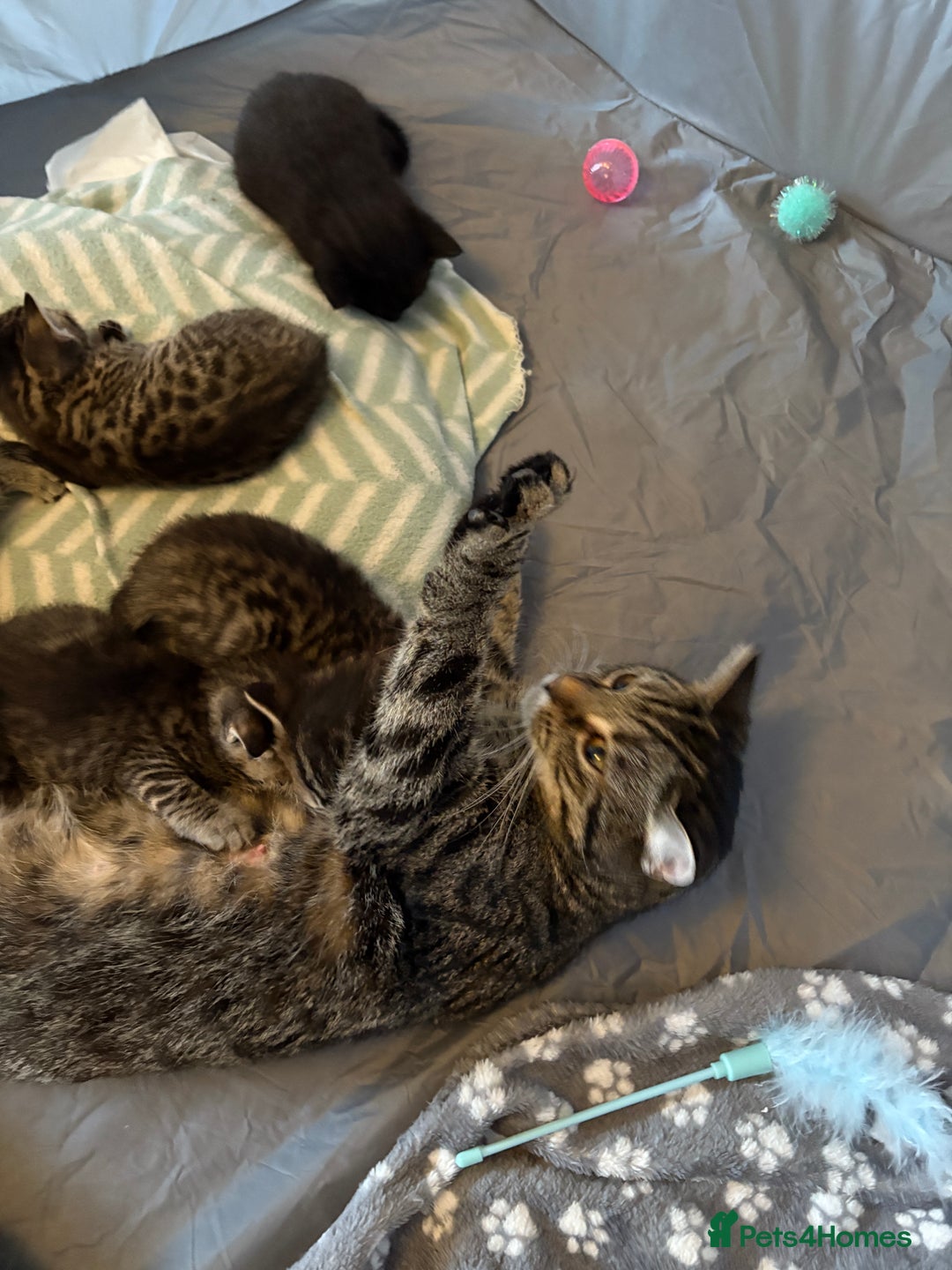 Domestic Shorthair cats for sale: 2 male 1 female Tabby domestic cats - Image 6