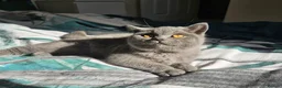 British Shorthair cats for sale: British Shorthair chunky girl - Advert 7