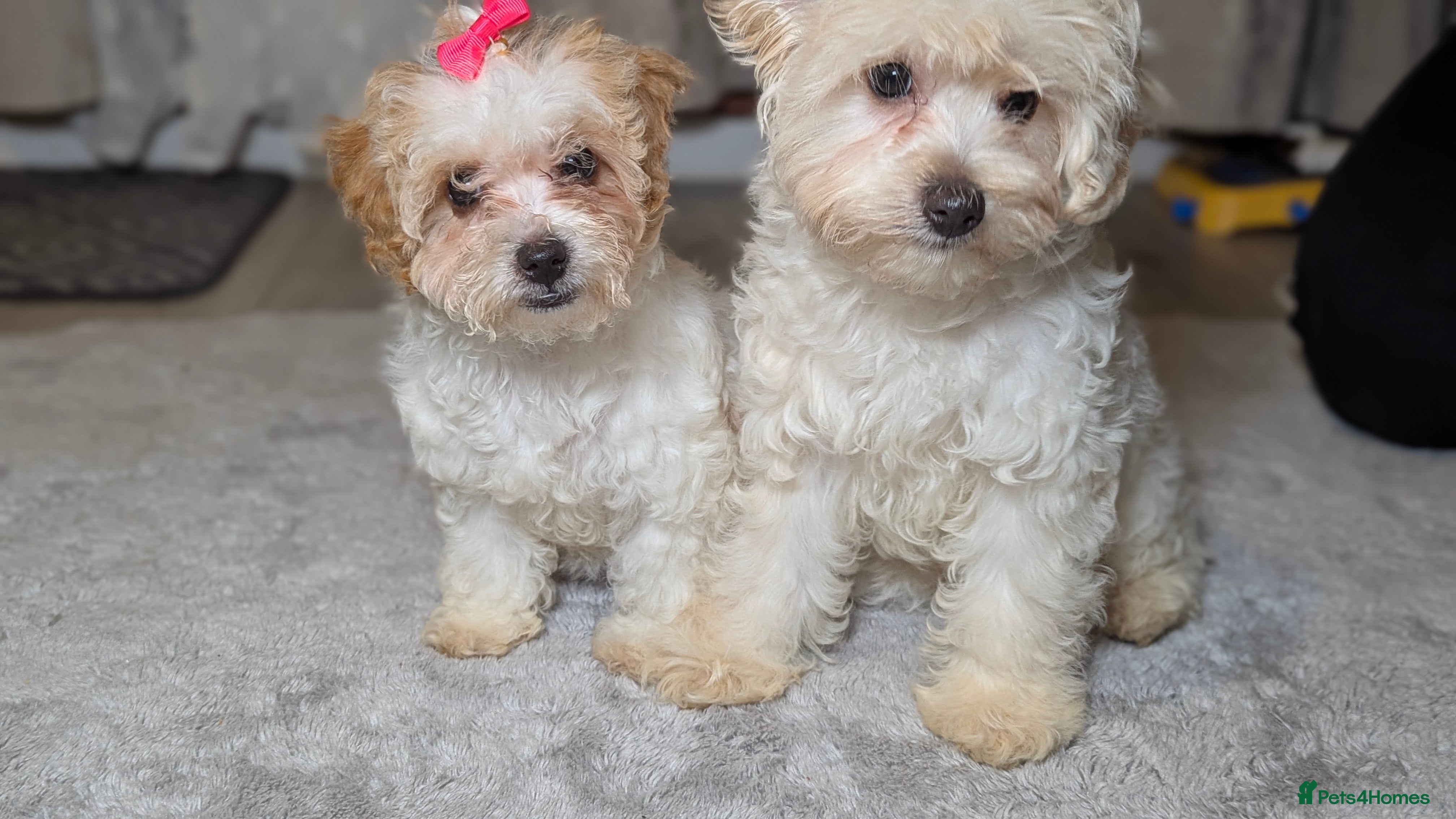 Maltipoo dogs Olivia M - Advert 2
