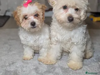 Maltipoo dogs Olivia M - Advert 1