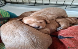Cavapoo dogs for sale: 5 stunning cavalier puppies  - Image 4