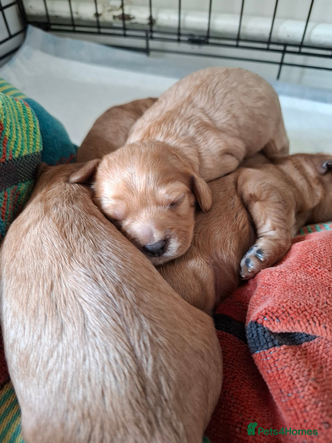 Cavapoo dogs for sale: 5 stunning cavalier puppies  - Image 4