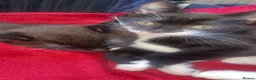 Mixed Breed cats for sale: Two beautifull kittens - Advert 8