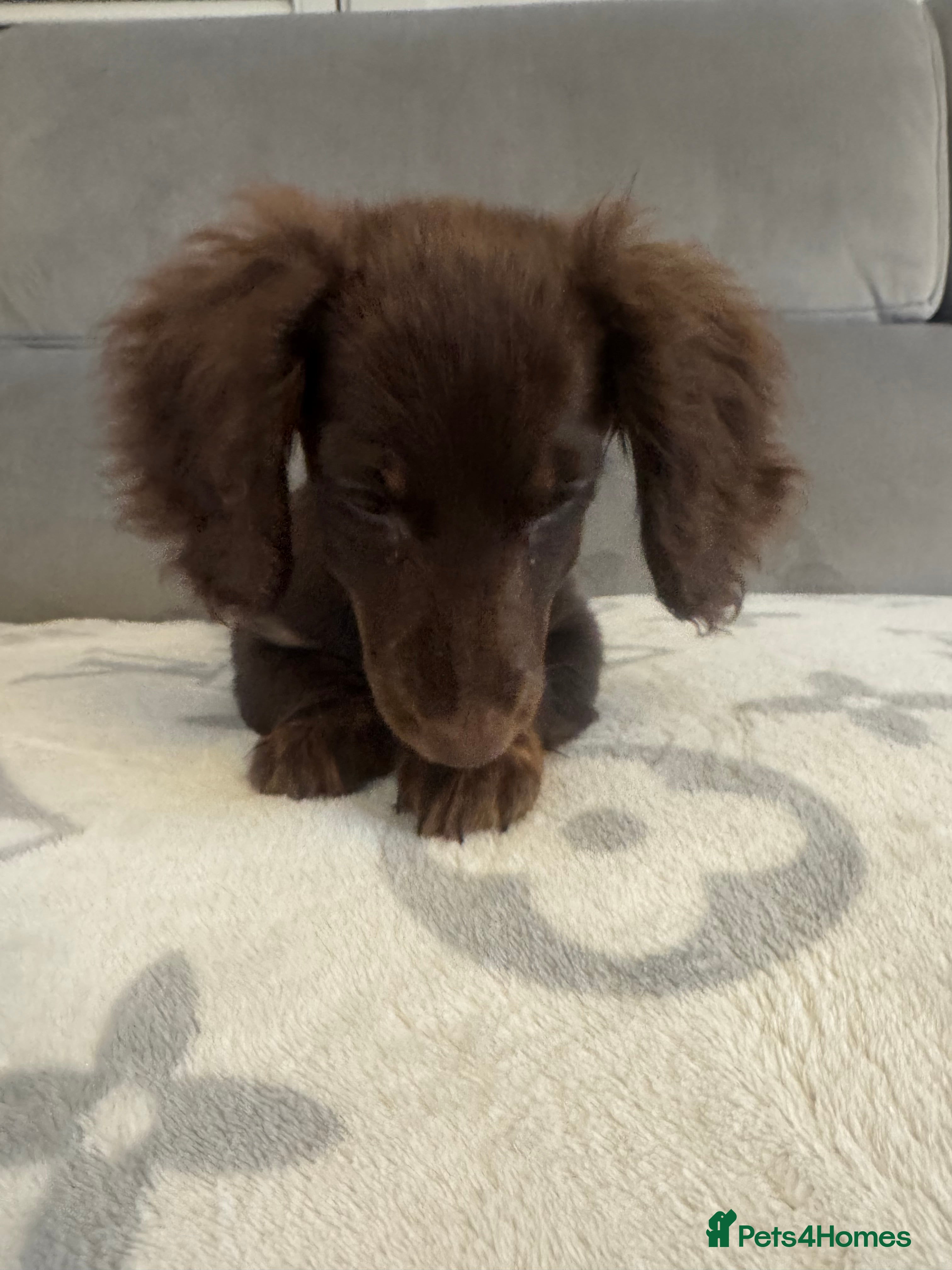 Dachshund dogs Female  - Advert 1